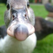 1×78: A Different Kind of Duction