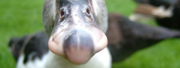 1×78: A Different Kind of Duction