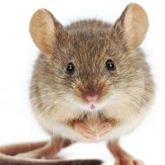 2×15: One Mouse in a Row