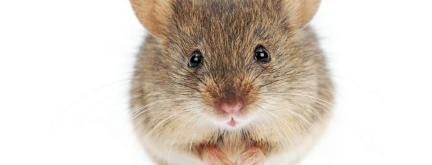 2×15: One Mouse in a Row