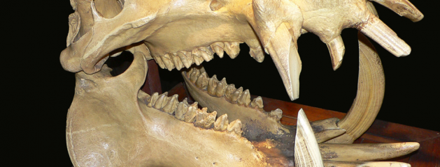 2×40: Teeth Will Be Provided